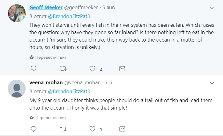 Морские котики вышли на дорогу и заблокировали движение